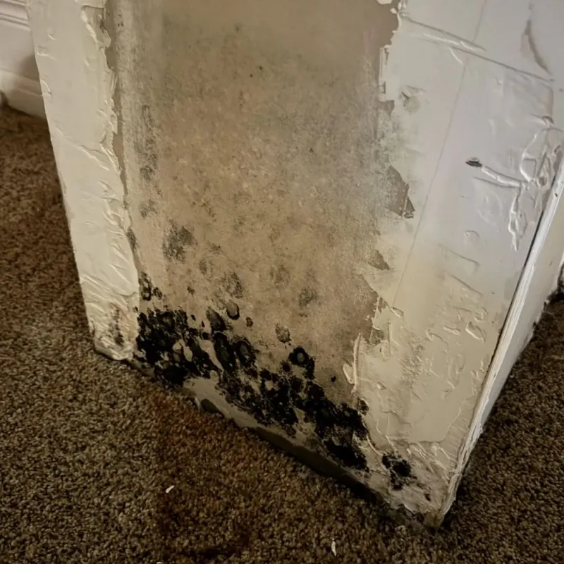 Professional Mold Removal in Spotsylvania Courthouse, VA